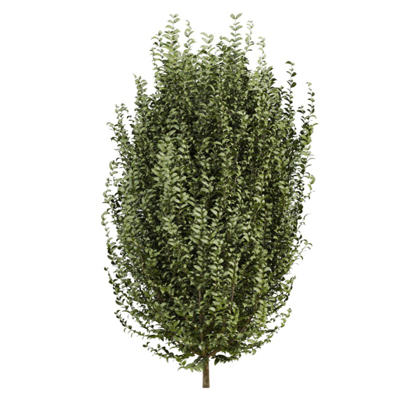 bush plants set Image 3