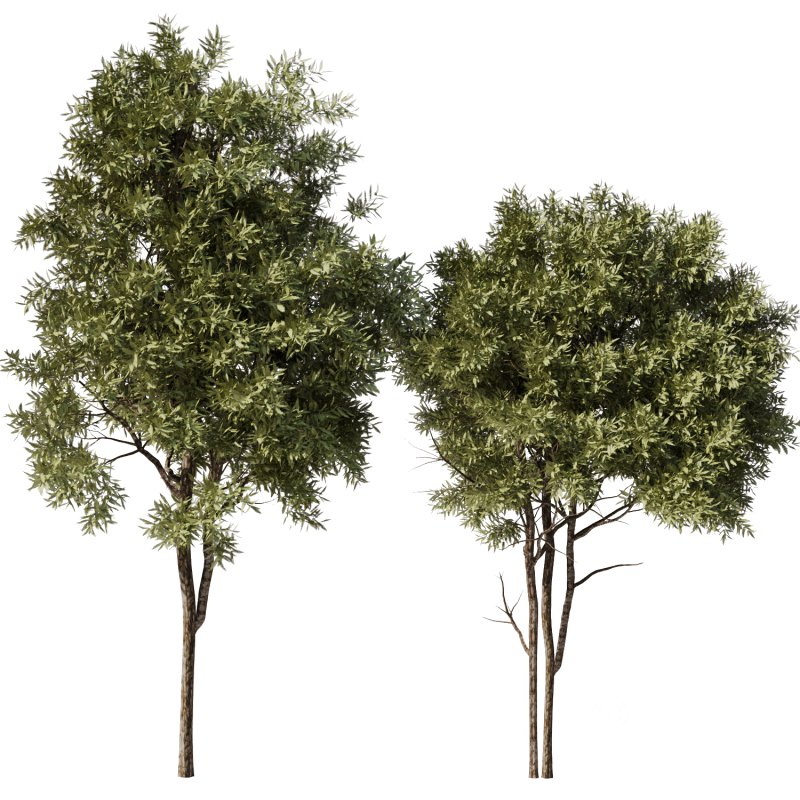 Tree Set32-Urban tree Image 1