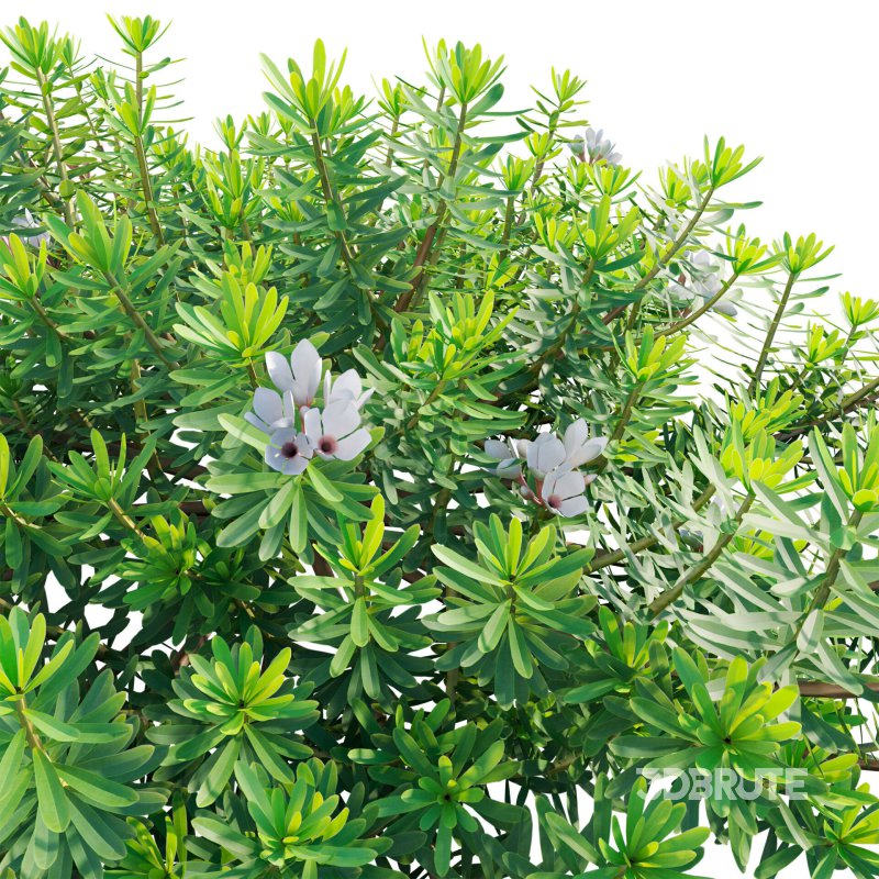 Daphne x transatlantica Blafra – Eternal Fragrance 01 Image 5