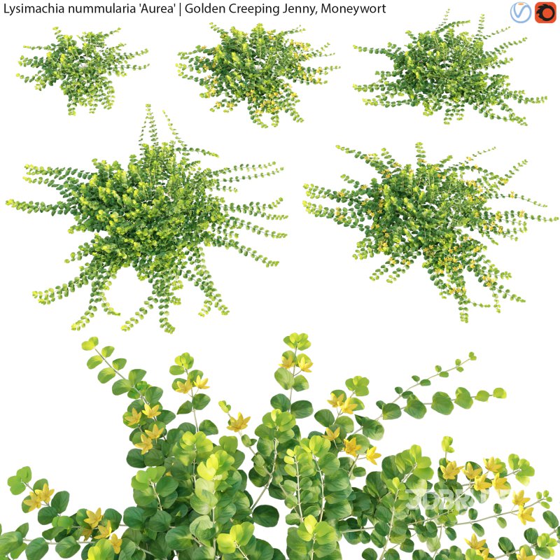 Lysimachia nummularia – Golden Creeping Jenny – Moneywort – 01 Image 1
