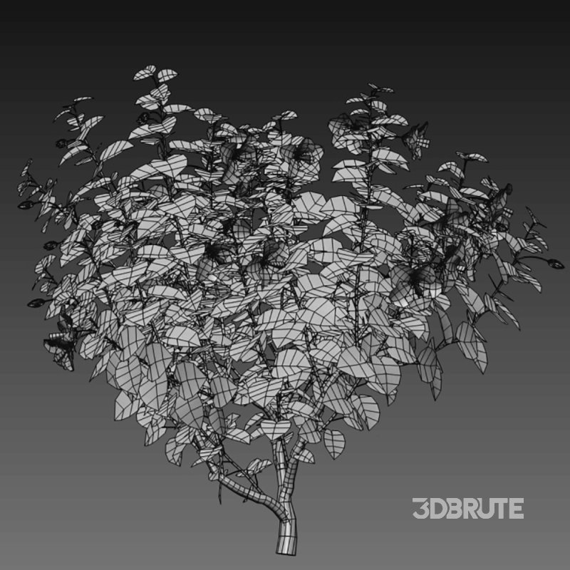 Chinese hibiscus – Hibiscus rosa-sinensis – 01 Image 4