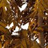 Bamboo Bambusoideae Tree 01 - Thumbnail 4