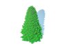 Abies Concolor – Silver Fir – Large - Thumbnail 2