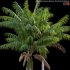 Howea forsteriana Mature – Kentia Palm Mature – 01 - Thumbnail 2