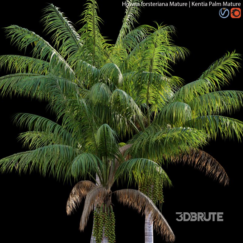 Howea forsteriana Mature – Kentia Palm Mature – 01 Image 2