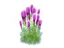 Liatris – purple gayfeather - Thumbnail 2