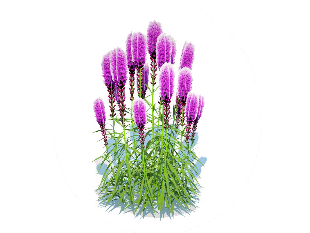 Liatris – purple gayfeather Image 2