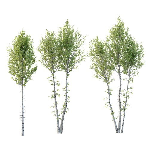 Betula Pendula Tree 04