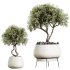 AV Indoor Plants Set 221 Mission Wilsonii and Palm Paradise and Ficus African Fig - Thumbnail 4