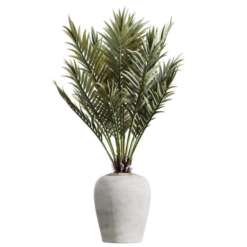 AV Indoor Plants Set 221 Mission Wilsonii and Palm Paradise and Ficus African Fig Image 1