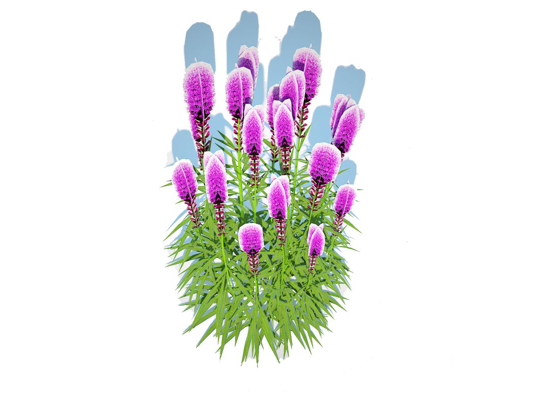 Liatris – purple gayfeather Image 3