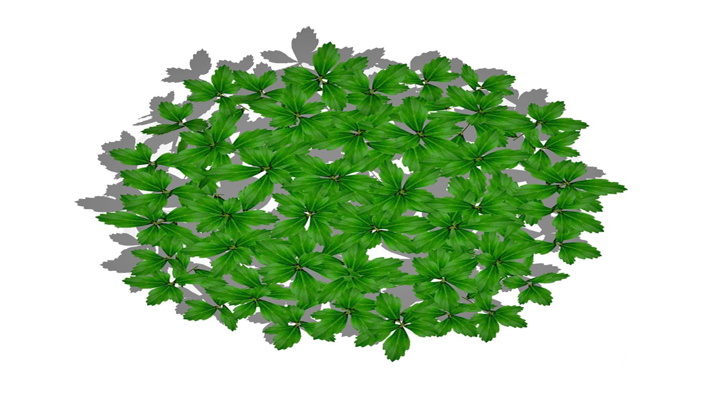 Pachysandra-Japanese Spurge Image 3