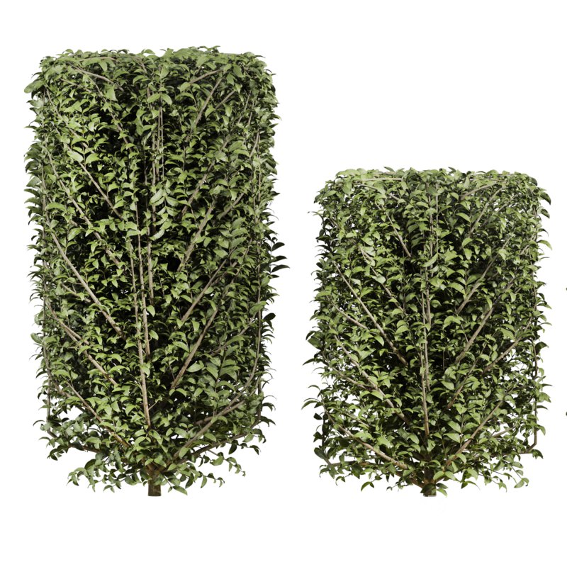 bush plants set Image 3