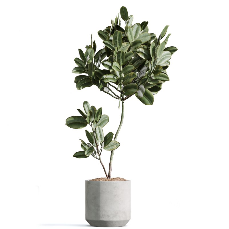 AV Indoor PlantsSet 224 Mission Olive Areca Palm Dracaena Lemon Ficus Melany Cuban Cigar Image 3