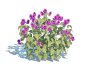 Lamium mac -Chequers - Thumbnail 2