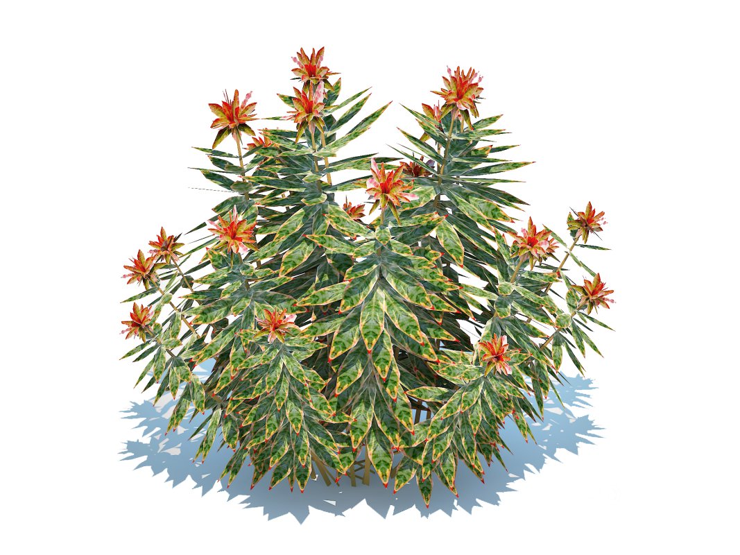 Euphoriba – Helena Image 2