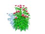 Dianthus chinensis - Thumbnail 4