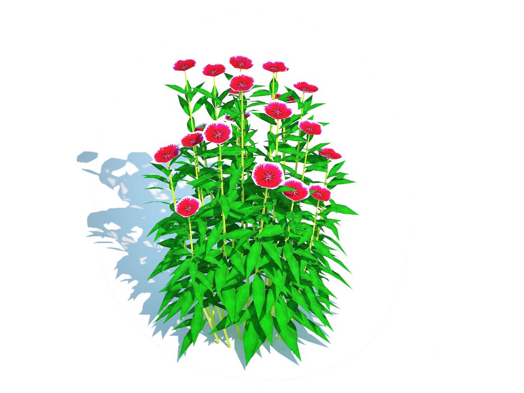 Dianthus chinensis Image 4