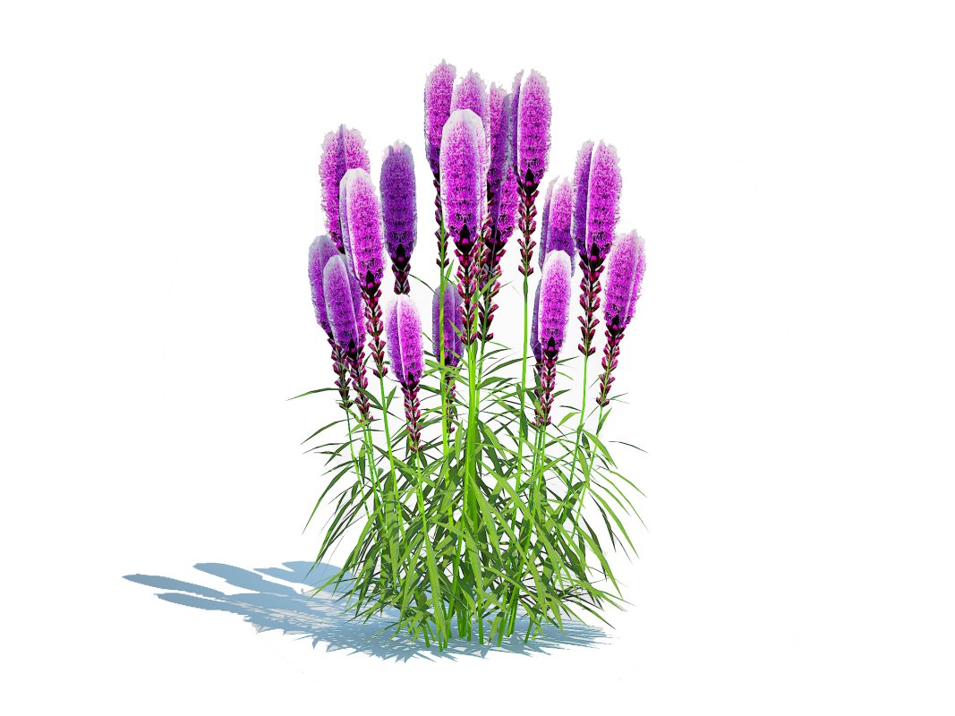 Liatris – purple gayfeather Image 5
