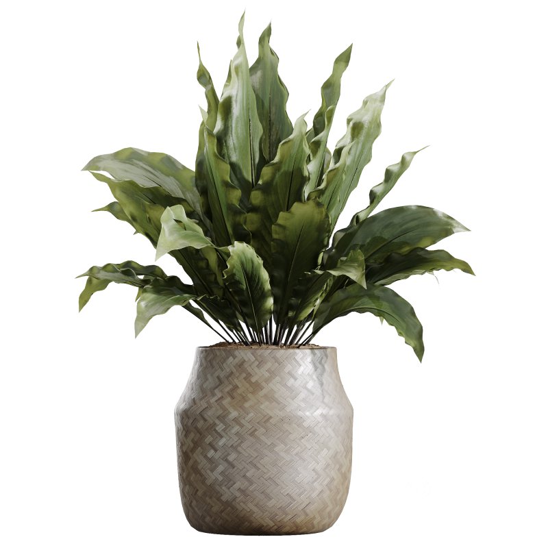 ntal plants, including Mission Olive Tree, Euphorbia Drupifera, Orange Fruit Bonsai, and Spathiphyllum Domino (Peace Lily). Each plant contributes a unique leaf structure and growth habit, while collectively forming a rich, natural ensemble perfect for calm, contemporary interiors. Image 2
