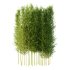 Bamboo Bambusoideae Tree 04 - Thumbnail 2