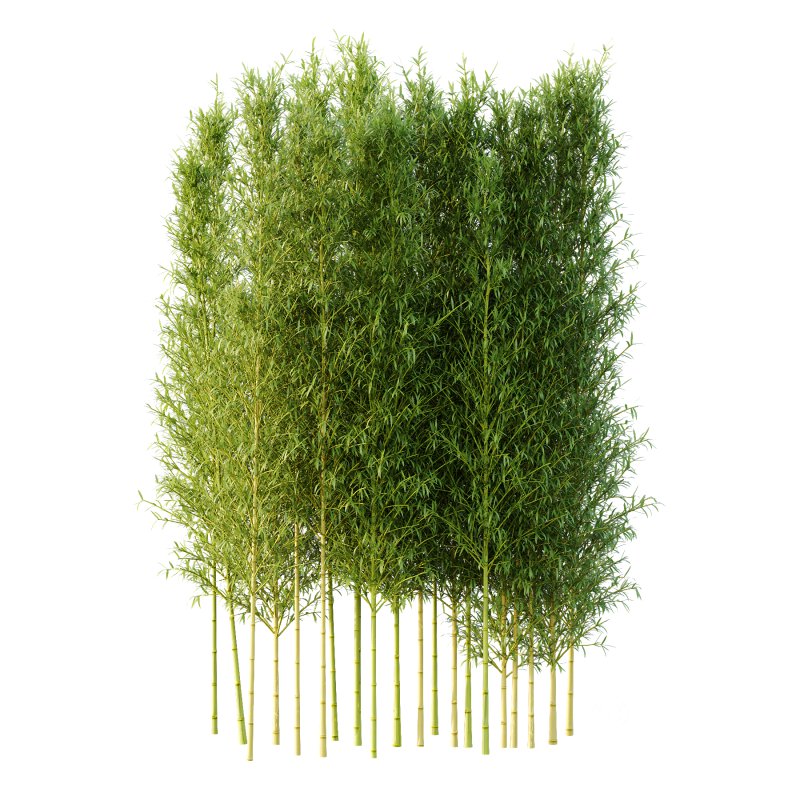 Bamboo Bambusoideae Tree 04 Image 2