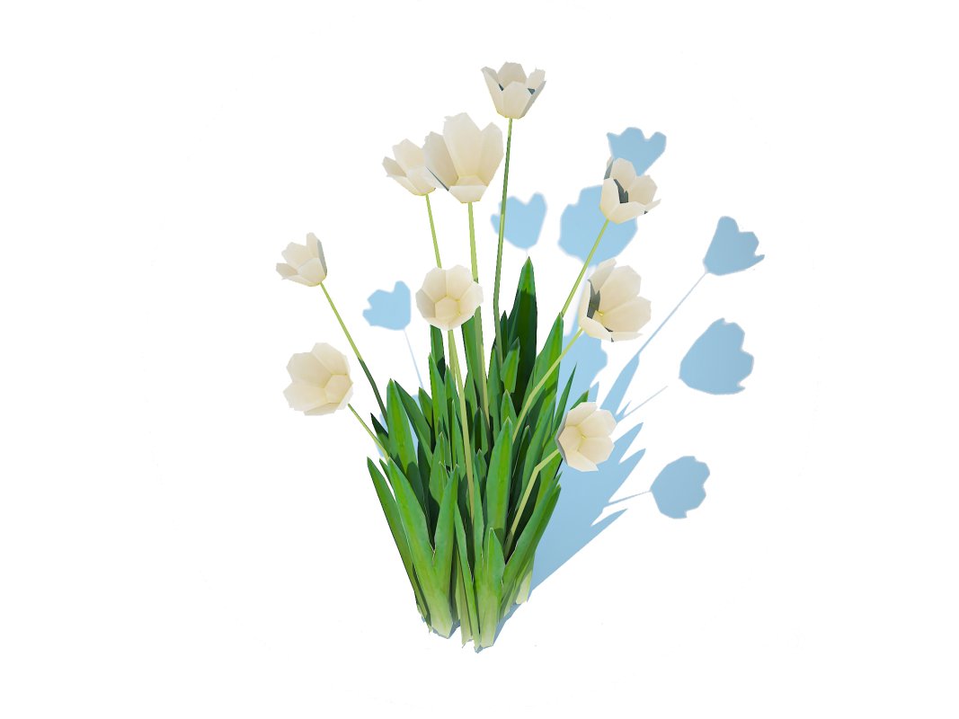 Tulipa – tulips White Image 5