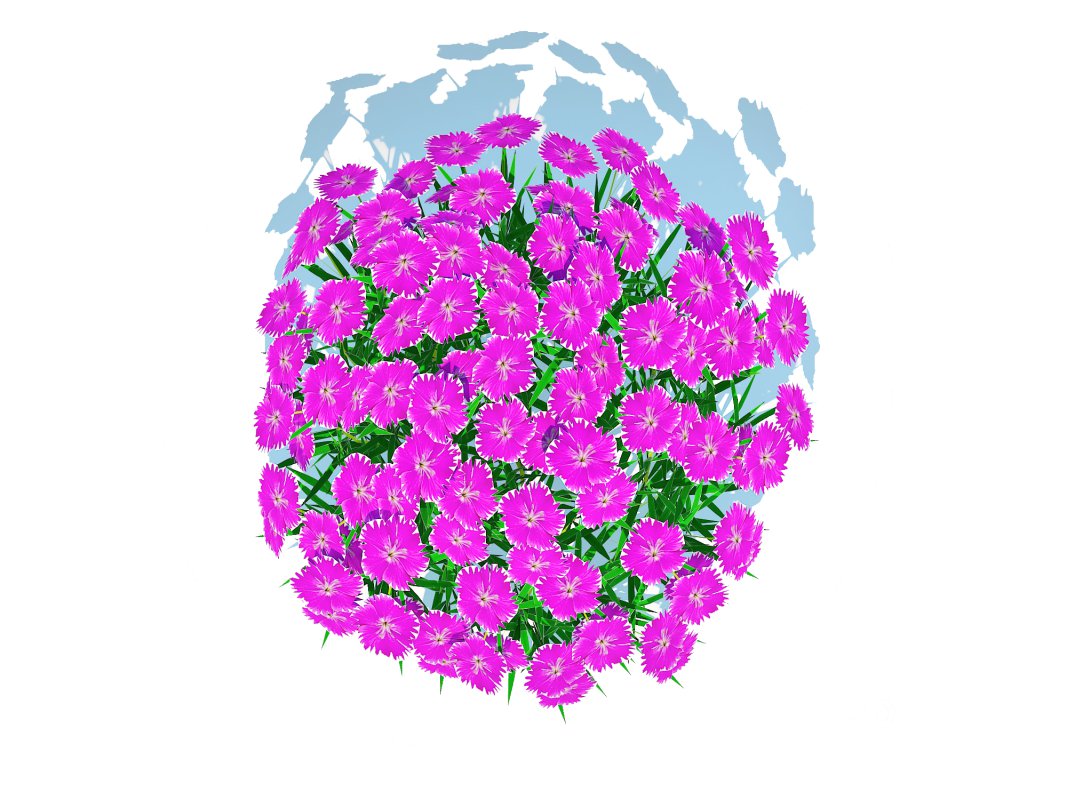 Dianthus deltoides – Zing Image 5