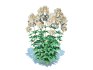 Eupatorium rugosum Chocolate – White Snakeroot - Thumbnail 3