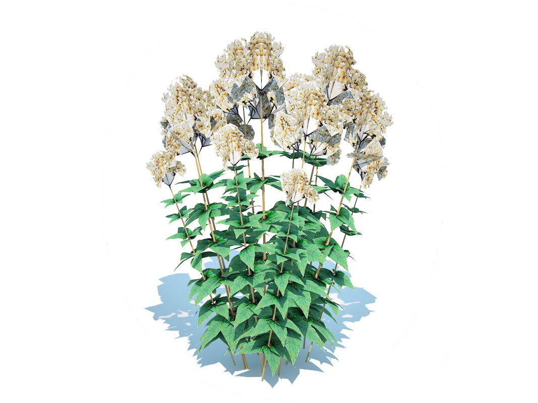 Eupatorium rugosum Chocolate – White Snakeroot Image 3