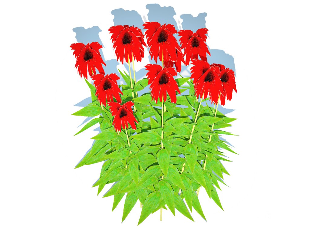 Echinacea Tomato Soup – Coneflower Image 5