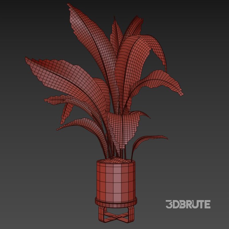 indoor plant 06 Image 5