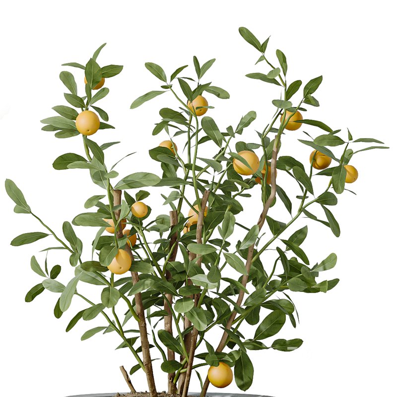 AV Indoor Plants Set 229 Wilsonii Olive and China Orange Tree and Bird Of Paradise and Peace Lily Image 5