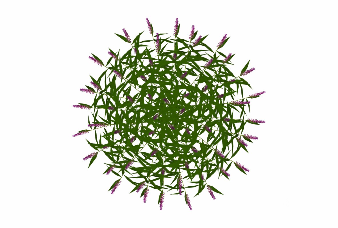 Salvia Leucantha-mexican sage_FACE ME Image 2