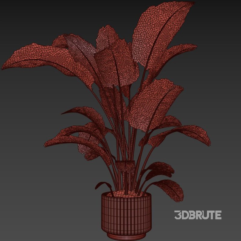 indoor plant 04 Image 4