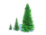 Abies fraseri- Fraser Fir -3 Sizes - Thumbnail 2