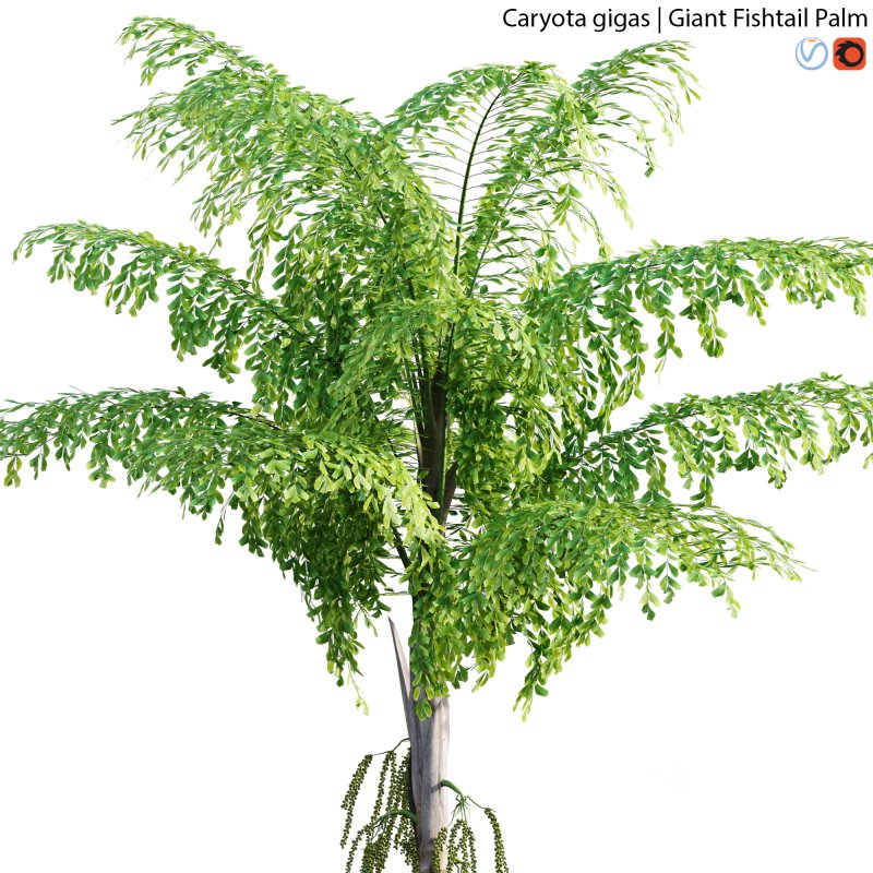 Caryota gigas – Giant Fishtail Palm – Caryota Mitis – 02 Image 2