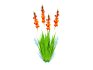 Gladiolus x hortulanus - Thumbnail 5