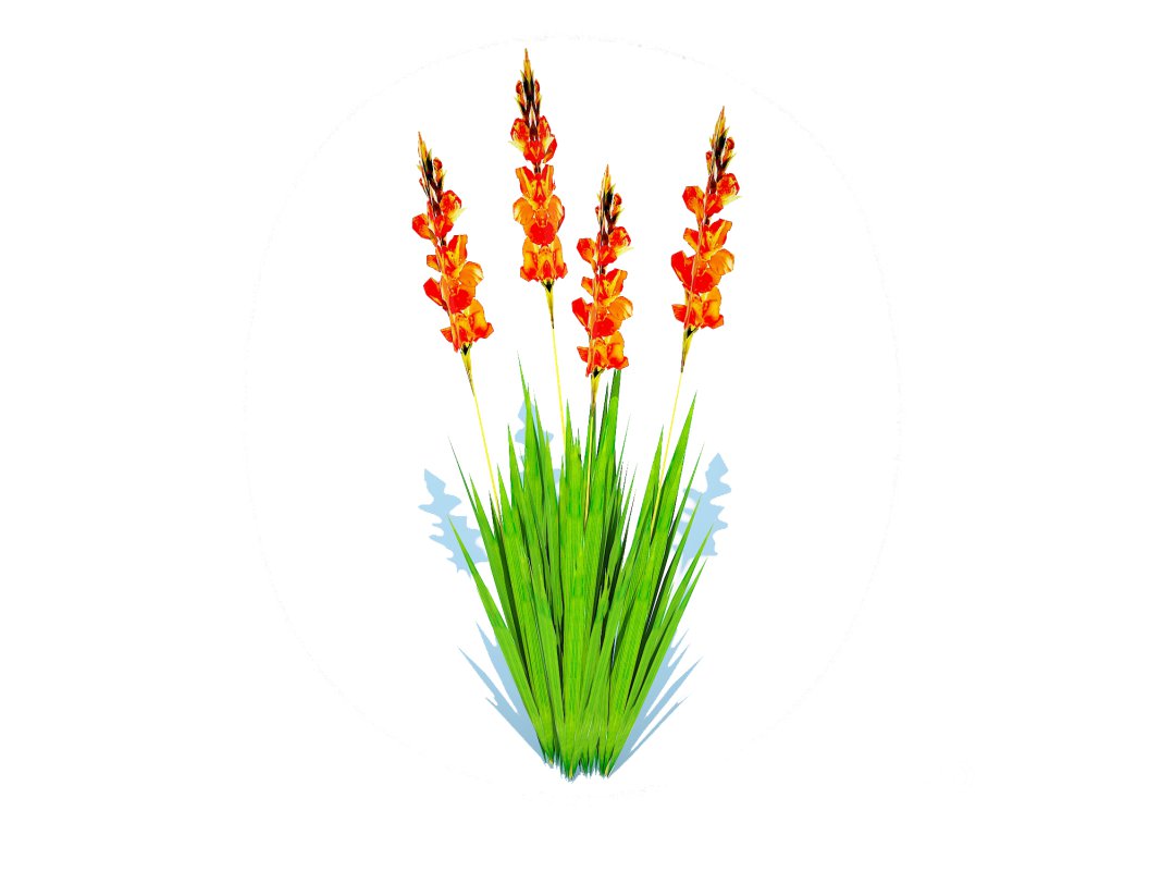 Gladiolus x hortulanus Image 5