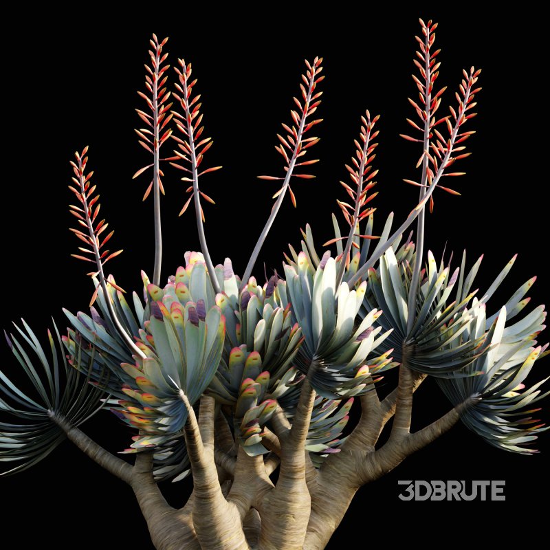 Aloe plicatilis – Fan Aloe – 01 Image 2