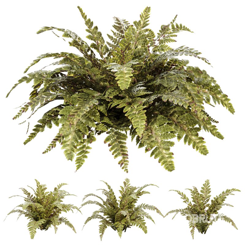 Tropical Crocodile Fern Decorative Bush Image 1