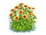Gaillardia – Blanket Flower - Thumbnail 2