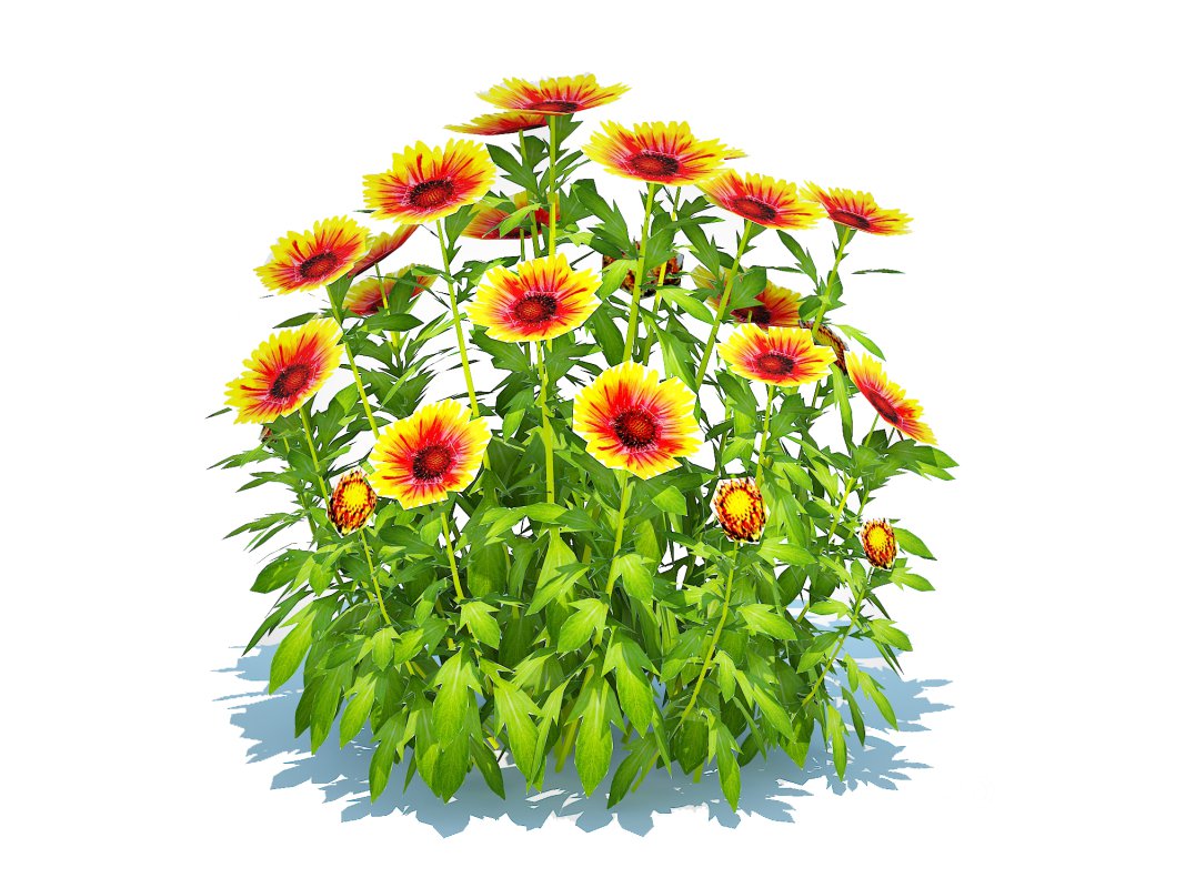 Gaillardia – Blanket Flower Image 2