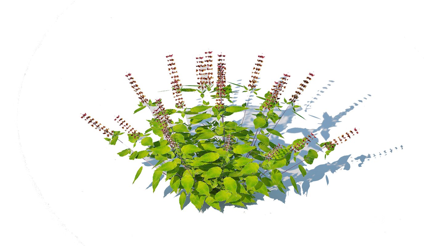 Ocimum tenuiflorum-Holy Basil Image 6