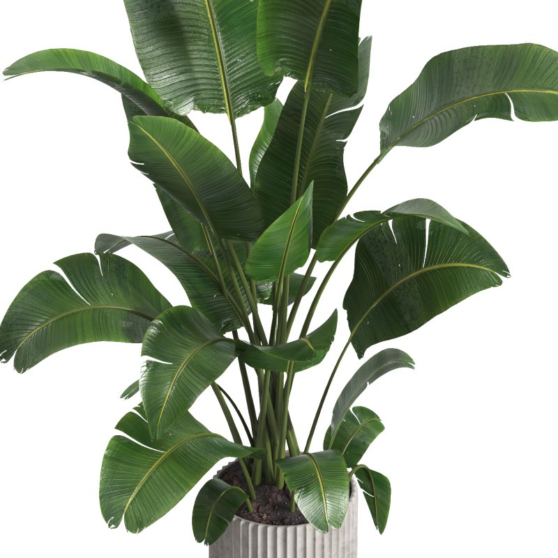 indoor plant 07 Image 2