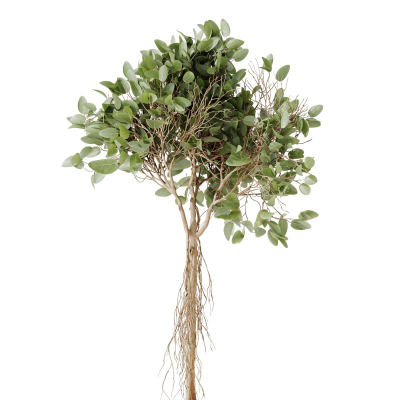 AV Indoor plants set 207 Olive Artificial and Zamiifolia Aracea and Aspidistra Elatior and Licuala Grandis and Ficus Benjamina Image 2