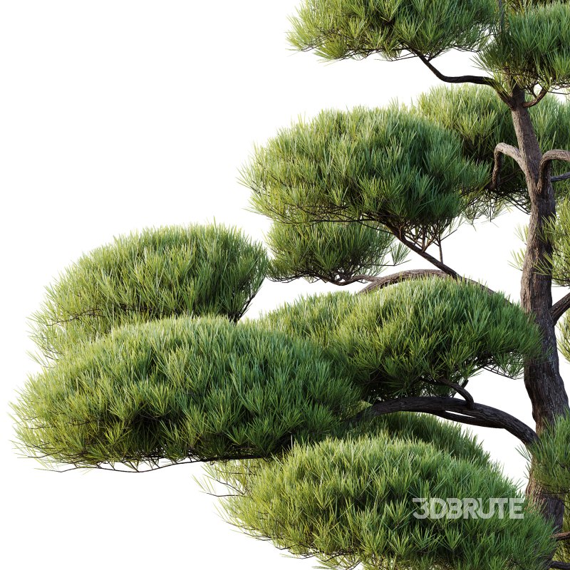 AV Plants Pinus Bonsai Sylvestris Pine Parviflora Scotch Contorta06 Image 1