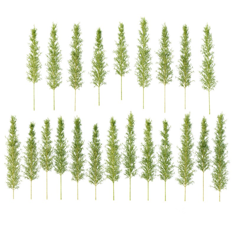 Bamboo Bambusoideae Tree 04 Image 3