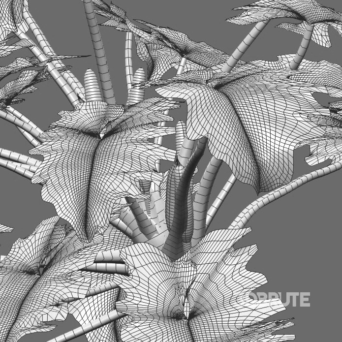 Philodendron undulatum – 02 Image 4