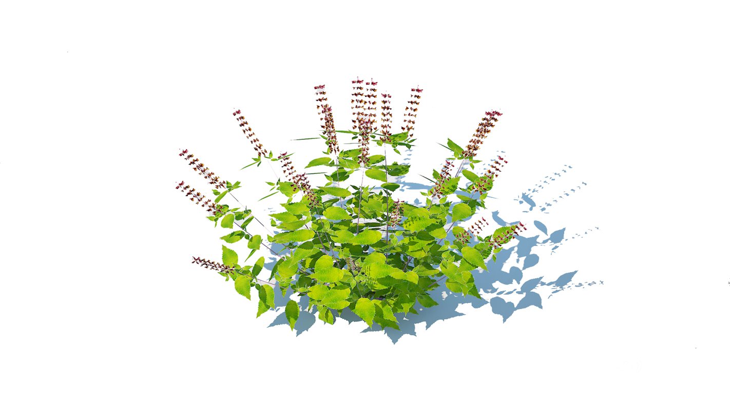 Ocimum tenuiflorum-Holy Basil Image 2